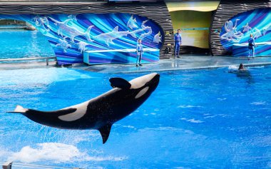 ORLANDO, FLORIDA, ABD - 1 Aralık 2019: ABD 'nin Orlando kentindeki SeaWorld Park' taki son One Ocean gösterilerinden birini izleyen kimliği belirsiz kişiler. Janyary 2020 'den bu yana program eğitim programıyla değiştirildi..