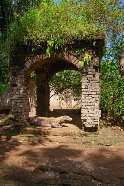 Famous Komodo Dragon World Largest Lizard — Stock Photo, Image