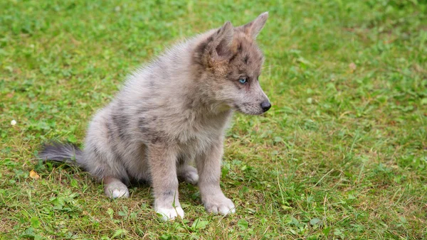 Schattige Pomsky Puppy Met Blauwe Ogen Pomsky Een Kunstmatig Ras — Stockfoto