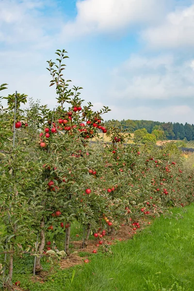 Apple Garden Full Riped Red Apples — Stock Photo, Image