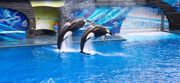 Orlando Florida Abd Aralık 2019 Abd Nin Orlando Kentindeki Seaworld — Stok fotoğraf