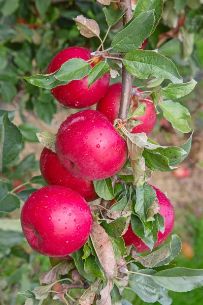 リンゴの庭には赤いりんごがいっぱい — ストック写真