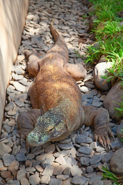 Słynny Smok Komodo Największa Świecie Jaszczurka — Zdjęcie stockowe