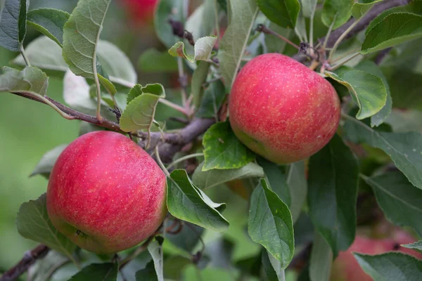 Appeltuin Vol Gerijpte Rode Appels — Stockfoto