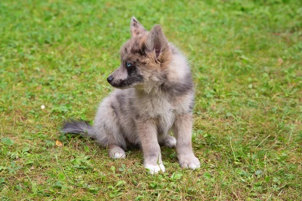 Schattige Pomsky Puppy Met Blauwe Ogen Pomsky Een Kunstmatig Ras — Stockfoto