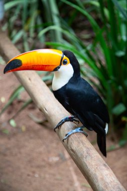 Vahşi doğada renkli tukan