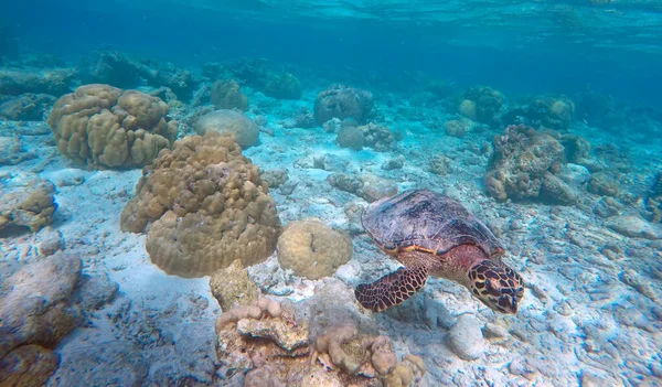 Yeşil Kaplumbağa Hint Okyanusu Maldivler Adaları — Stok fotoğraf
