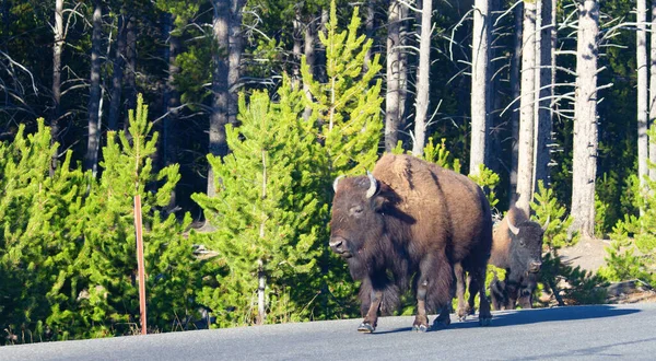 Bison Yellowstone Nemzeti Parkban Wyoming Usa — Stock Fotó