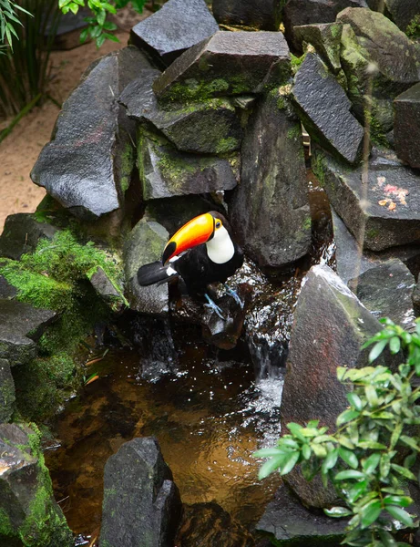 Tucano Colorido Natureza — Fotografia de Stock