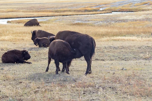 Bizon Yellowstone Ulusal Parkı Wyoming Abd — Stok fotoğraf
