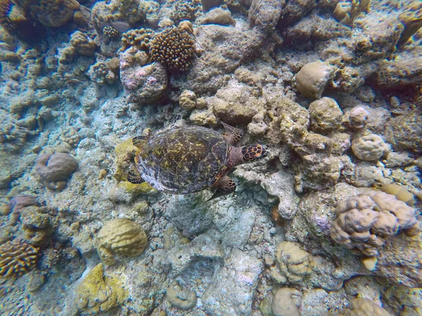 Żółw Zielony Ocean Indyjski Wyspy Młode — Zdjęcie stockowe