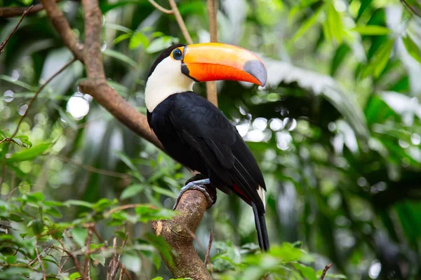 Kleurrijk Tucan Het Wild — Stockfoto