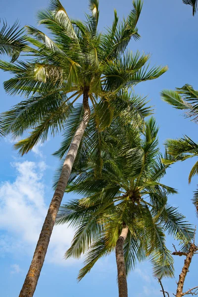 Piccola Isola Nelle Maldive Coperta Palme Circondata Acque Turchesi Blu — Foto Stock