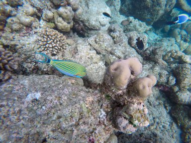 Açık denizde cerrah balığı. Hint Okyanusu, Maldivler. 