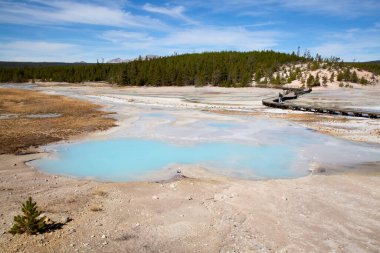 Norris gayzer havzası Yellowstone Ulusal Parkı, ABD
