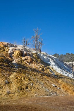 Yellowstone Ulusal Parkı 'ndaki Mamut Kaplıcaları, Wyoming, ABD