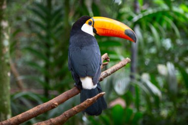 Vahşi doğada renkli tukan