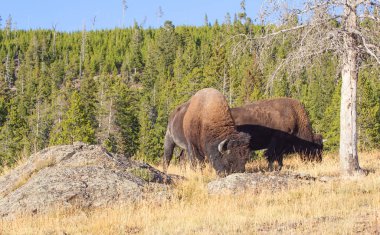 Bizon Yellowstone Ulusal Parkı, Wyoming, ABD
