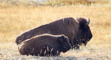 Bizon Yellowstone Ulusal Parkı, Wyoming, ABD