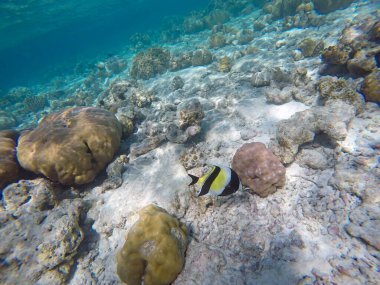 Açık denizdeki Mağripli idol balığı. Hint Okyanusu, Maldivler. 