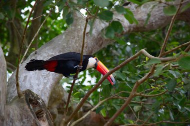 Vahşi doğada renkli tukan