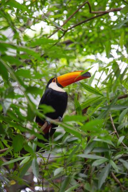 Vahşi doğada renkli tukan