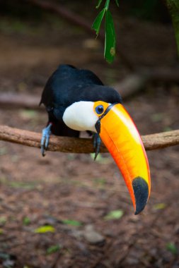 Vahşi doğada renkli tukan