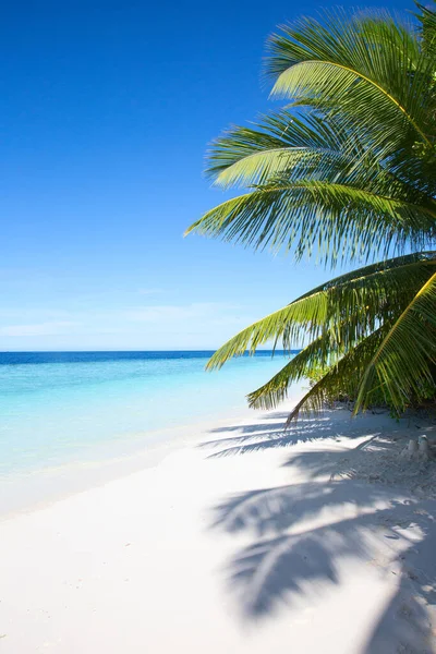 Kleine Insel Auf Den Malediven Mit Palmen Bedeckt Und Umgeben — Stockfoto