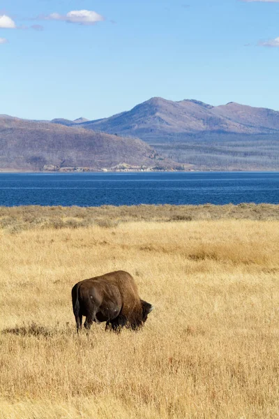 Bison Yellowstone National Park Wyoming Usa — стоковое фото