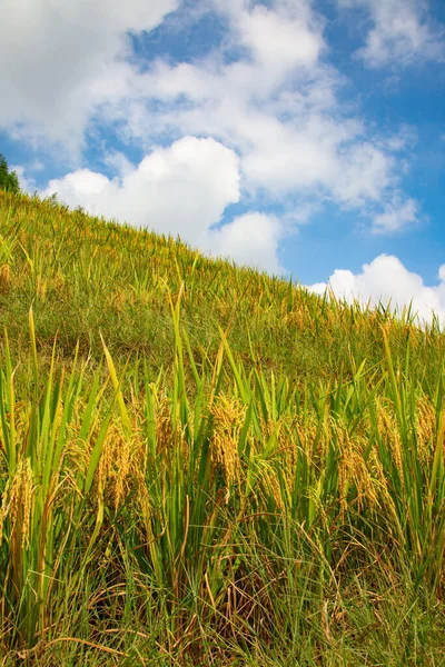 Terrazze Riso Longsheng Spina Dorsale Del Drago Note Anche Come — Foto Stock