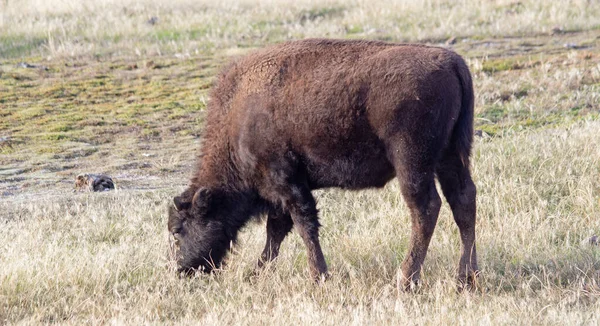 Bizon Yellowstonském Národním Parku Wyoming Usa — Stock fotografie