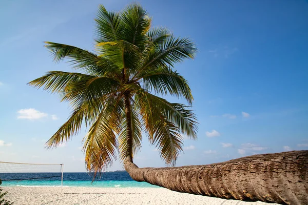 Маленький Остров Мальдивах Покрытый Пальмами Окруженный Бирюзовой Голубой Водой Красивыми — стоковое фото