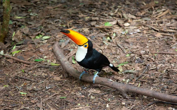 Farbenfroher Tucan Freier Wildbahn — Stockfoto