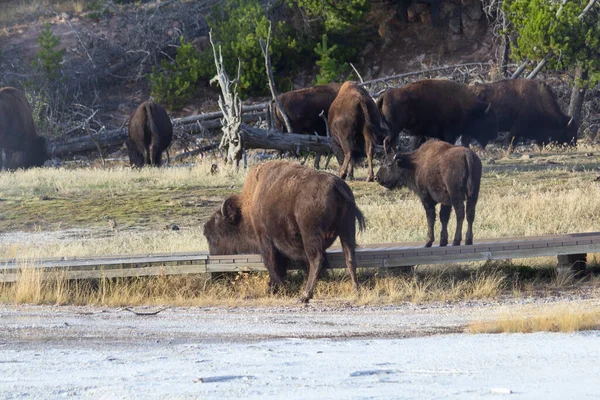 Bizon Yellowstone Ulusal Parkı Wyoming Abd — Stok fotoğraf