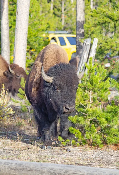 Bison Yellowstone National Park Wyoming Usa — Stock Photo, Image