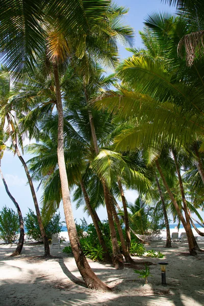 Small Island Maldives Covered Palms Surrounded Turquoise Blue Waters Beautiful — Stock Photo, Image