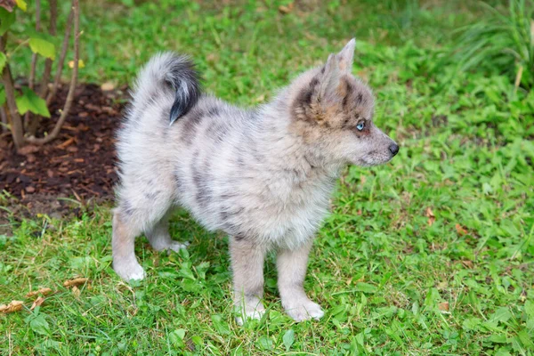 Schattige Pomsky Puppy Met Blauwe Ogen Pomsky Een Kunstmatig Ras — Stockfoto