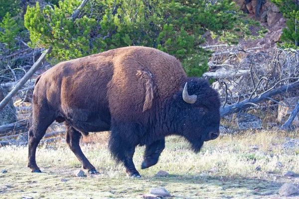 Bison Yellowstone National Park Wyoming Usa — Stock Photo, Image