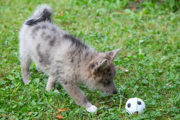 Adorable Blue Eyed Pomsky Puppy Pomsky Artificial Breed Mix Siberian — Stock Photo, Image