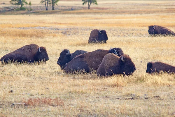 Bisonte Parque Nacional Yellowstone Wyoming —  Fotos de Stock