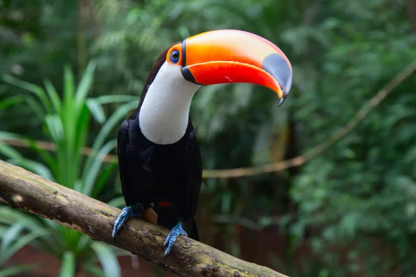 Colorful Tucan Wild — Stock Photo, Image