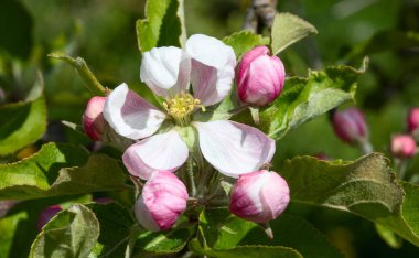 Baharda çiçek açan elma bahçesi