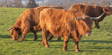 İsviçre çiftliğindeki İskoç sığır ineği.