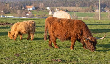 İsviçre çiftliğindeki İskoç sığır ineği.