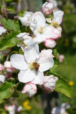 Baharda çiçek açan elma bahçesi