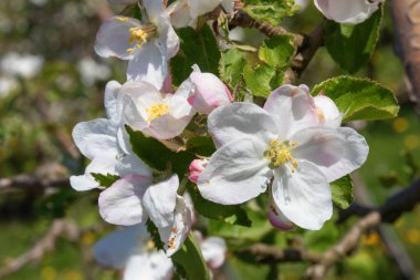 Baharda çiçek açan elma bahçesi