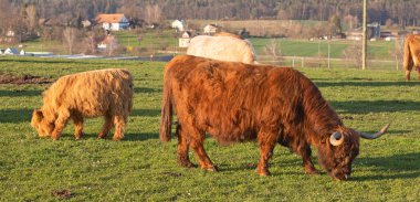 İsviçre çiftliğindeki İskoç sığır ineği.