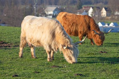 İsviçre çiftliğindeki İskoç sığır ineği.
