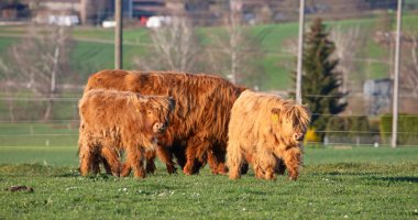 İsviçre çiftliğindeki İskoç sığır ineği.