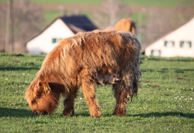 İsviçre çiftliğindeki İskoç sığır ineği.